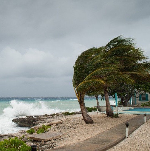 Palm tress blowing in the wind by the ocean